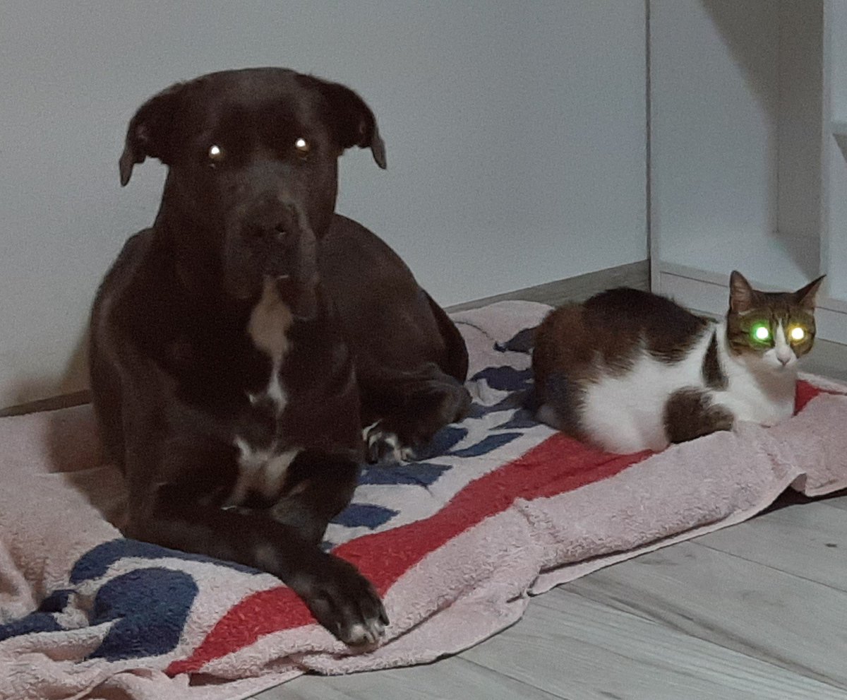 They both have super powers so they get along🤣🐶🐱 - no edit -
#dog #cat #friends #noedit #pets