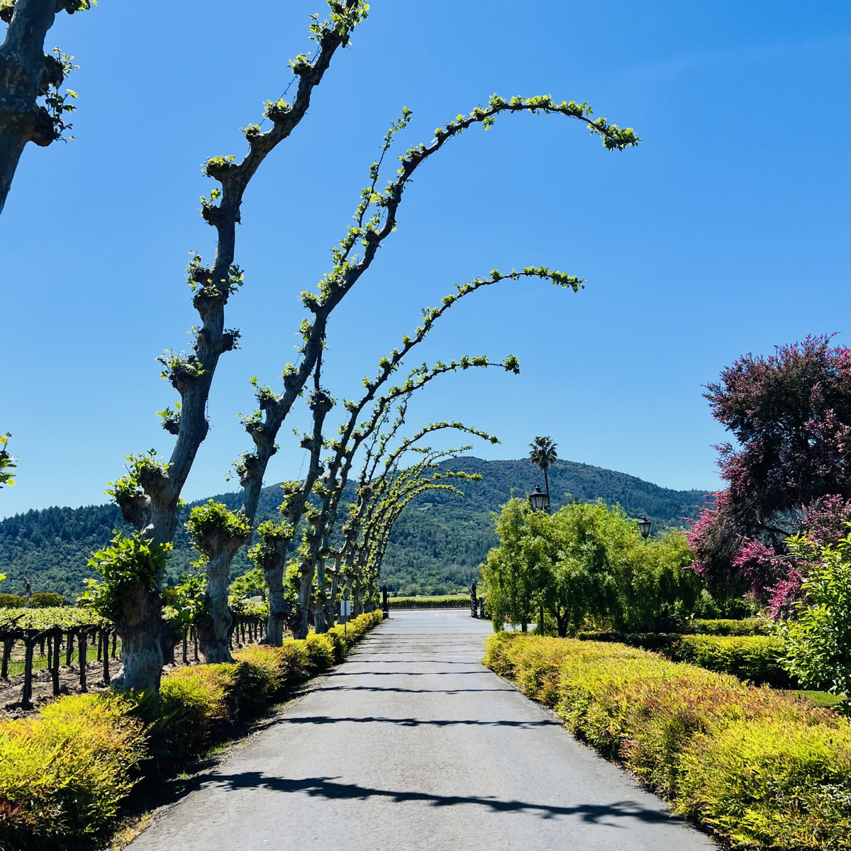 Pop Quiz Time! 🌳🍷 Do you know what type of majestic trees grace the beautiful PEJU Winery driveway? Share your guesses below! 

#PEJUwinery #napavalley #visitnapavalley #winecountry #winetasting #winetime #rutherford #winery #napavalleywine #itsfromnapa