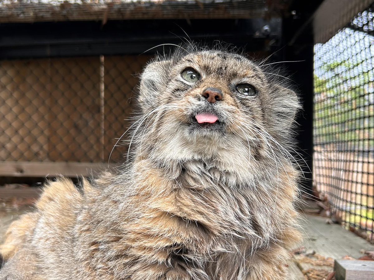 DailyMantle tweet media