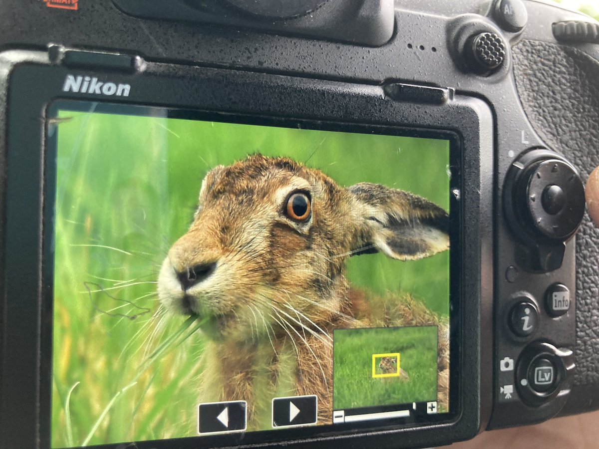 I will never tire of having this on our doorstep…. #hares #brownhares #wildlife #fife #fifewildlife #wildfife #smallholding #smallholdinglife