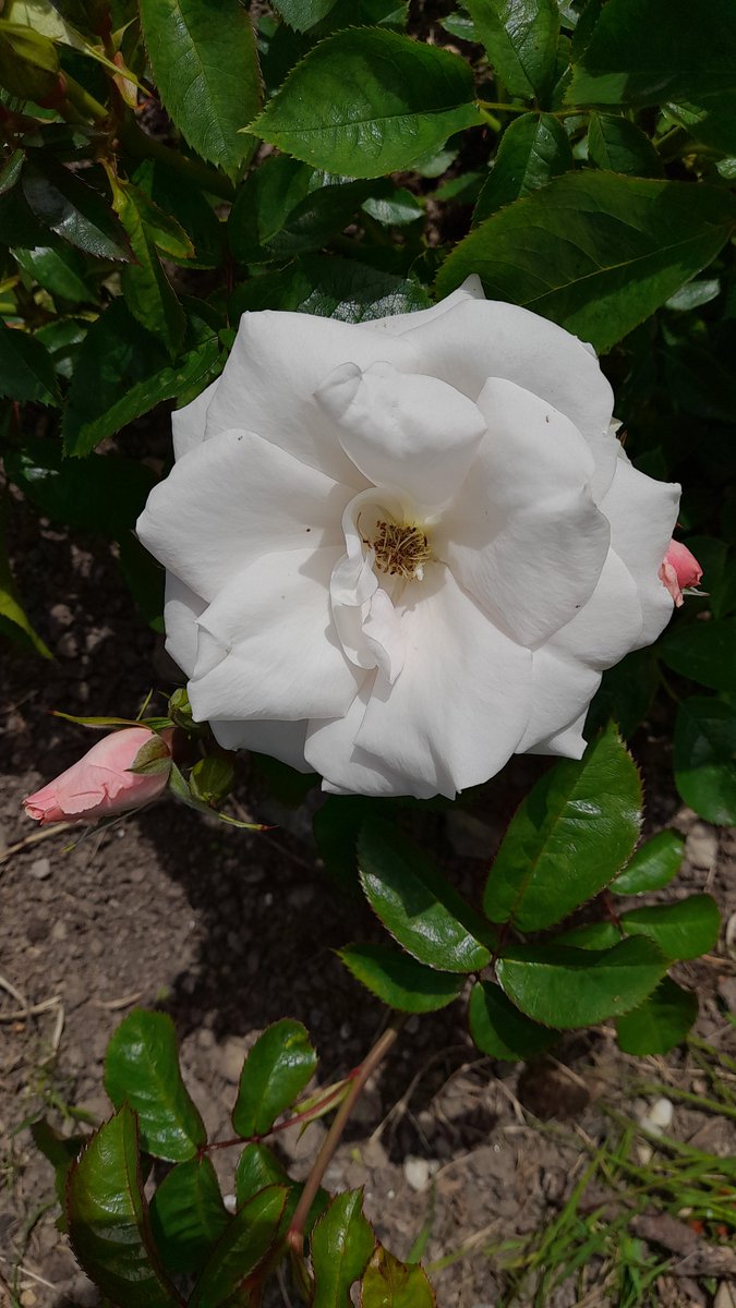 #RoseWednesday 

A White Rose.