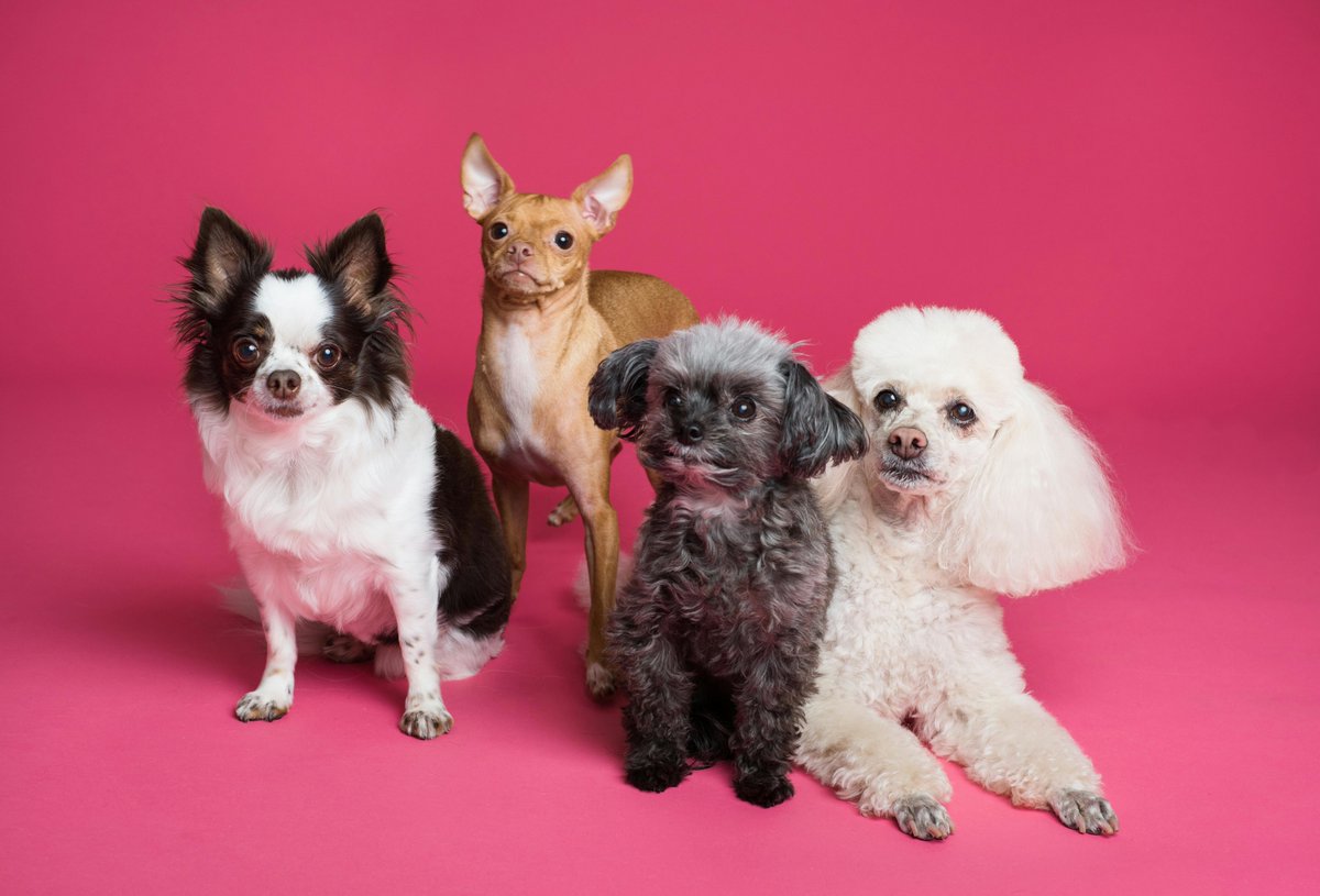 Fur-ever friends find their home here – step into our pet haven today!

#petsupplies #petaccessories #petproducts #petgrooming #petcare #dogsupplies   #doggrooming