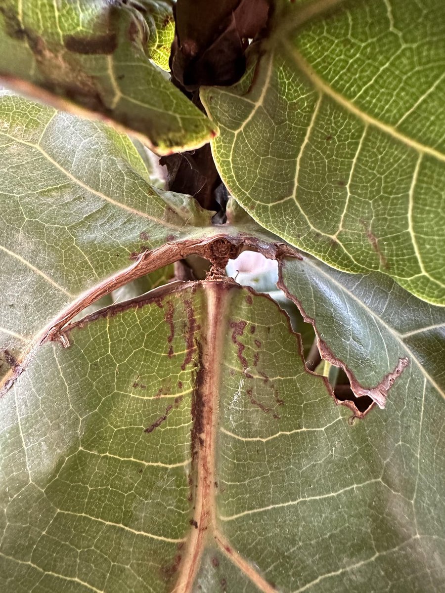 Leaf stem broke off. What should I do? allforgardening.com/849015/leaf-st… #FicusLyrata #FiddleLeafFig