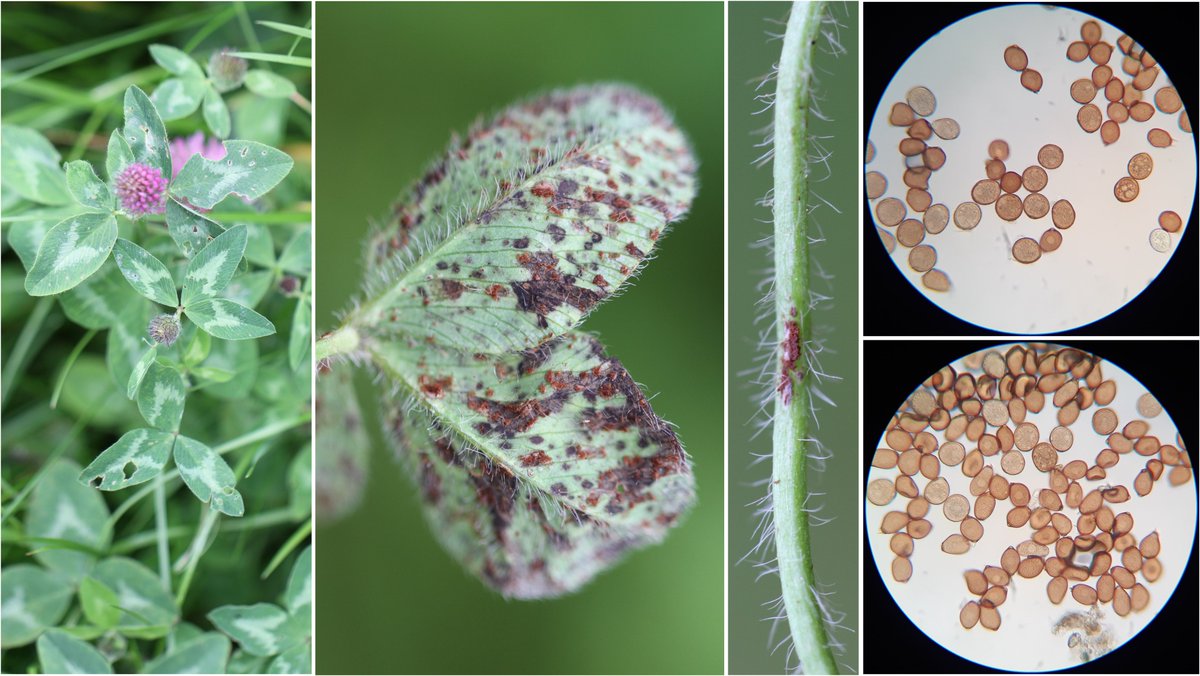 #Rust of red #clover (#Trifolium pratense) caused by #Uromyces sp., here with urediniospores and teliospores (Les Clayes-sous-Bois, FR). I suspect U. fallens rather than U. trifolii-repentis, but the disctinction is difficult.