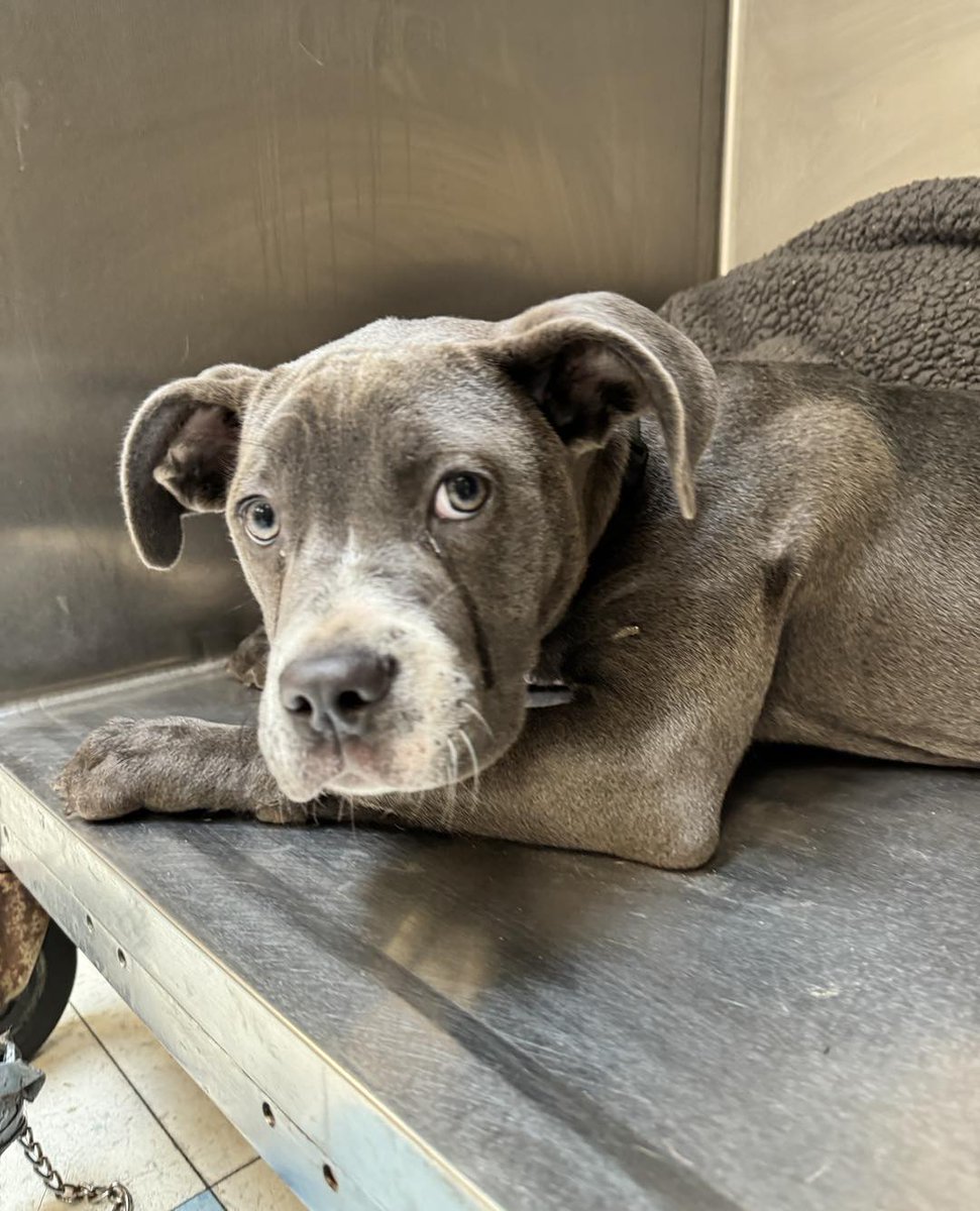 Do you recognize this puppy?

She was found outside of the PSPCA on Erie Ave last night.

She is 5 months old and unaltered. We are calling her “Minerva”.

Please contact the shelter with any owner information.