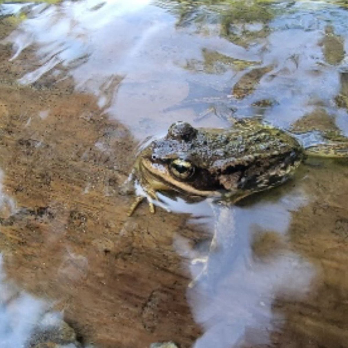 Meet the high-elevation member of the Oregon pond frog delegation - the Cascades frog! #AmphibianWeek! Learn more at our Instagram - shorturl.at/dDLPU