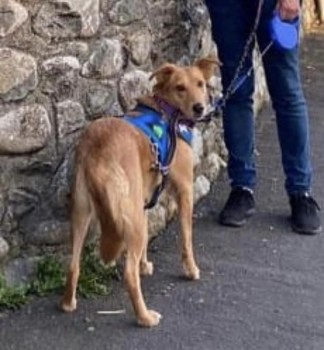 millypod1's tweet photo. DAISY HOME SAFE. THANKS FOR RT's 😊🐕🐾

🆘30 APR 2024. MISSING AFTER HOUSE FIRE 
#Lost Daisy #ScanMe LOCAL HELP NEEDED. 
Light Brown Cross Breed Female 
St. Martins #Oswestry #Shropshire #SY11 https://t.co/XhyOJSU6jc https://t.co/TZdMaFycla