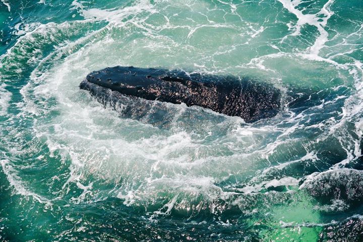 Bubble Blowing Humpback Catching his Lunch. Read the full story here: buff.ly/2rnfl1o
Photo by Stephen
This is an encounter from 2015
#WhaleTales