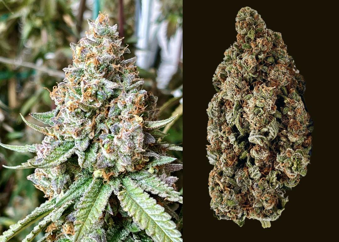 Hard Cider before and after! #WriteWeed #CannabisCulture #IAmGDC #Mmemberville