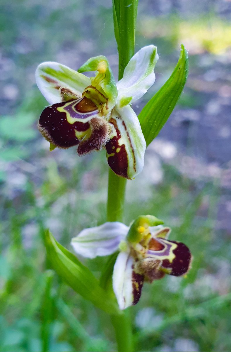 Una orquídea abejera /Ophrys apifera/ madrileña raruna de hace un rato, con un sépalo labeloide. No estoy seguro de si aquí también hablamos de pelorismo.