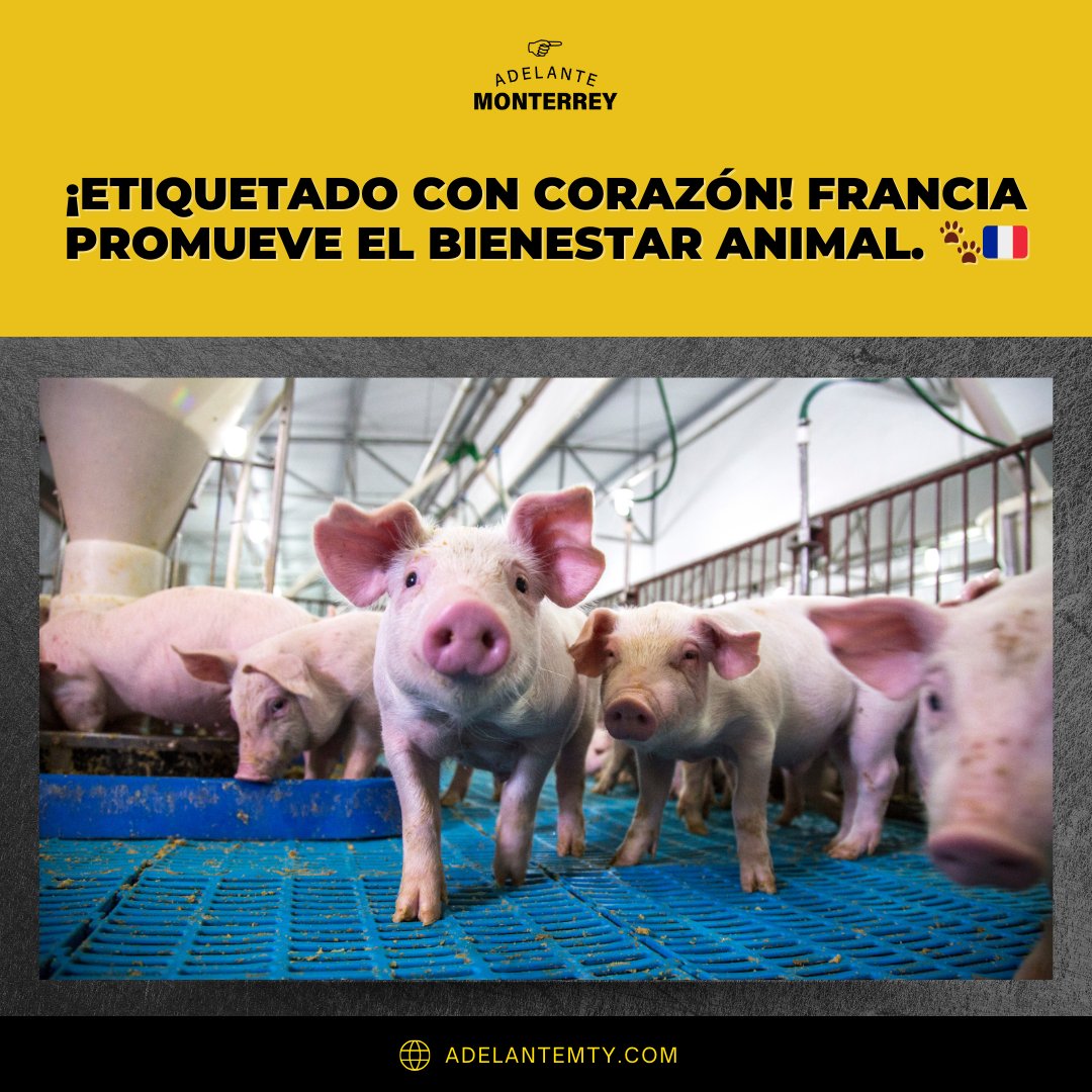 ¡Francia lidera el camino hacia un etiquetado más humano para productos de origen animal! 🐾🇫🇷 Descubre cómo este nuevo sistema promueve el bienestar en la industria alimentaria y únete al cambio. #BienestarAnimal #EtiquetadoResponsable #Francia ¡Por un trato más justo! 🌟🐮