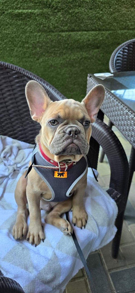 After losing my 13,5 old Emma (she was an English Cocker Spaniel) recently, here is my new friend - Max :) 4 months old tomorrow, a little frightened, having him for 4 days only) But....what a joy he is) Love his 'face' :)