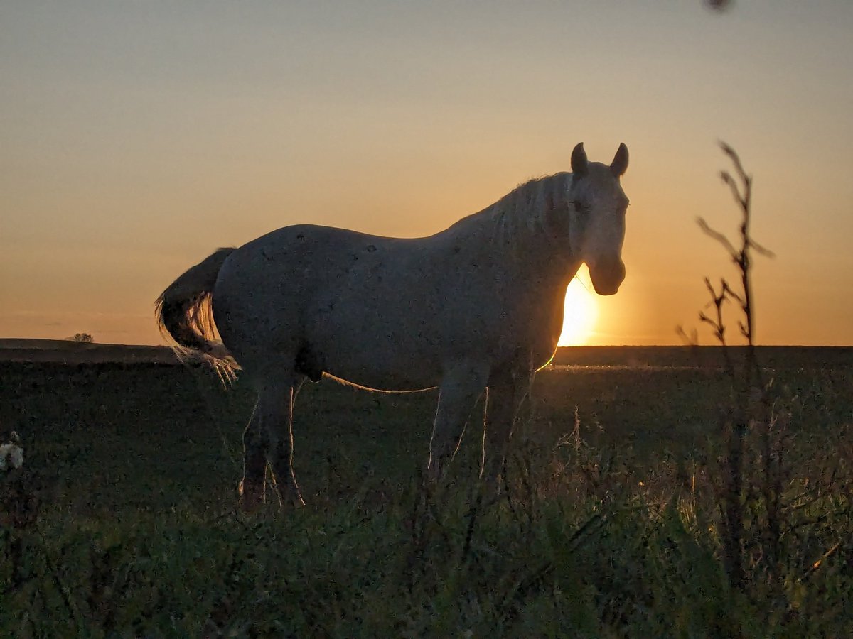 trentloos's tweet photo. Gemstone the Gentle Giant love my #Percherons https://t.co/9Uawk1q5sF