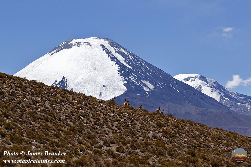 Herd of vicuñas on a hillside and the #Parinacota #volcano for #WildlifeWednesday, available as #prints and on gifts here: james-brunker.pixels.com/featured/vicun… #AYearForArt #BuyIntoArt #Chile #Bolivia #NaturePhotography #wildlifephotography #wildlife #nature #mountains #animals #landscapes