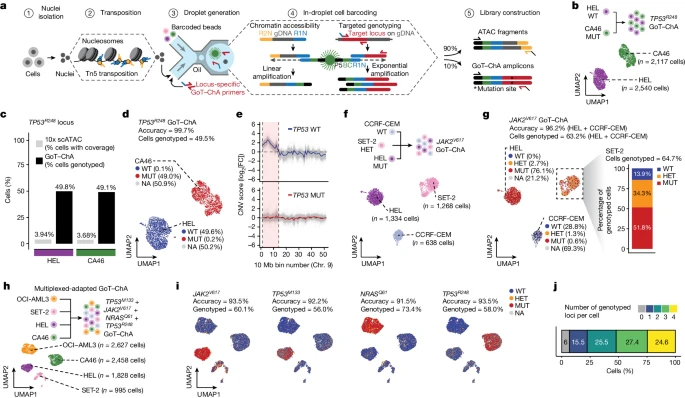 Genotyping of targeted loci with single-cell chromatin accessibility (GoT–ChA) shows that JAK2V617F mutation leads to cell-intrinsic, cell type specific epigenetic rewiring influencing inflammation and differentiation @Nature @landau_lab @FrancoIzzo85 nature.com/articles/s4158…