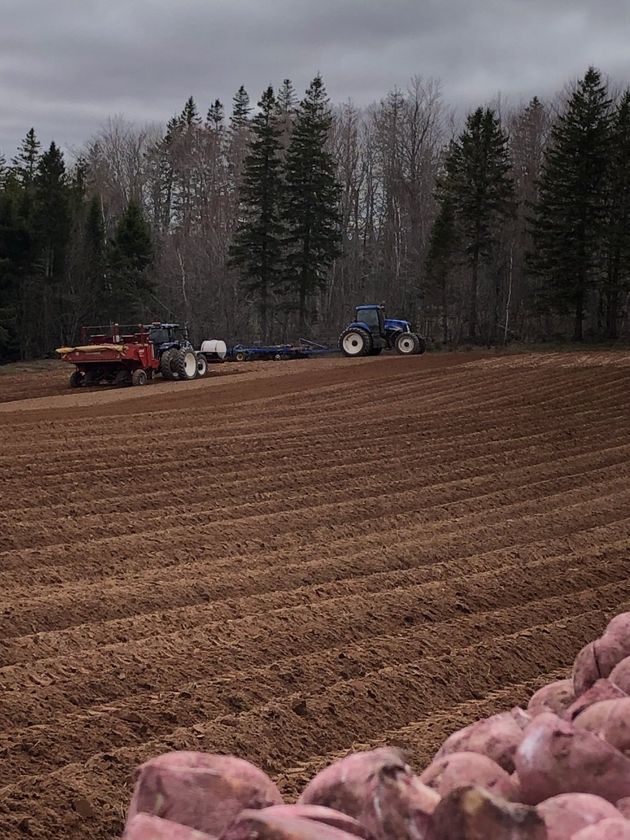 First day of planting potatoes for 2024