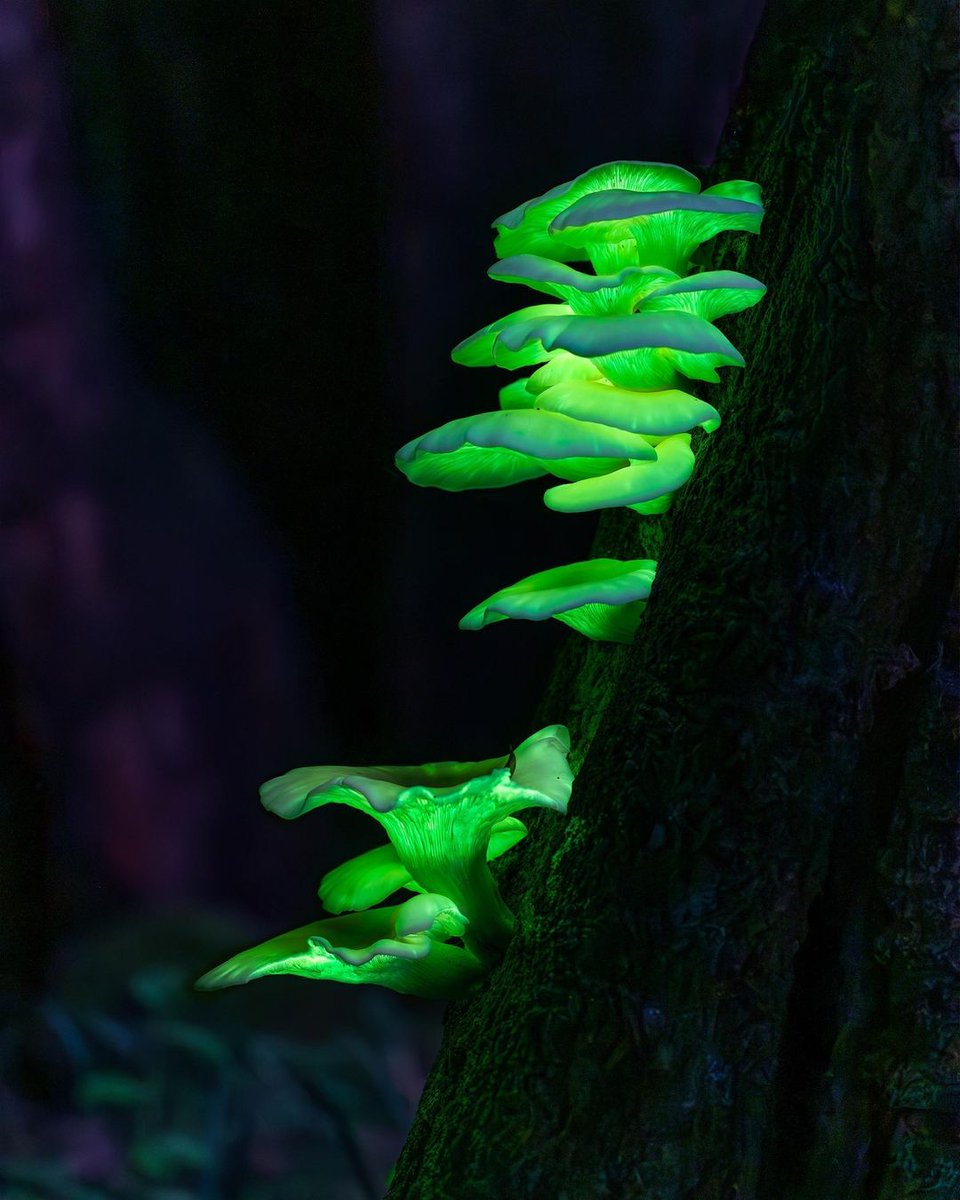 Bioluminescent Ghost Fungi can be found all across the southeast of Australia 🇦🇺
