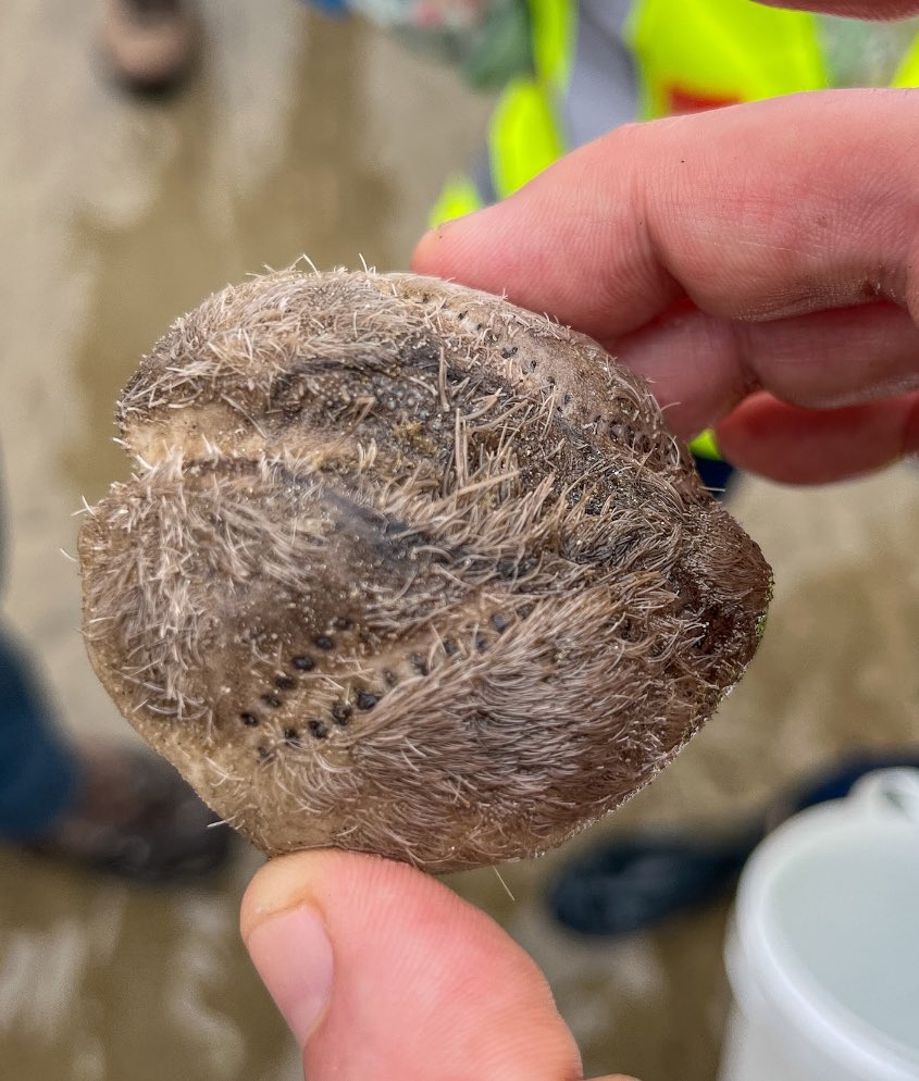 If you are desperate to find the wonderful Sea Potato 🥔 (Echinocardium Cordatum) check out our May Explore Your Shore report at the end of every month. @BioDataCentre