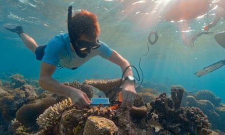 Scientists are using 'coral IVF' 🌊🧬 to breed heat-tolerant corals, combined with fish sound recordings, to restore dying reefs in the Maldives! This innovative approach could be a game-changer for #coralreef conservation. Read the news 👇 buff.ly/4aP2SI5 @guardian