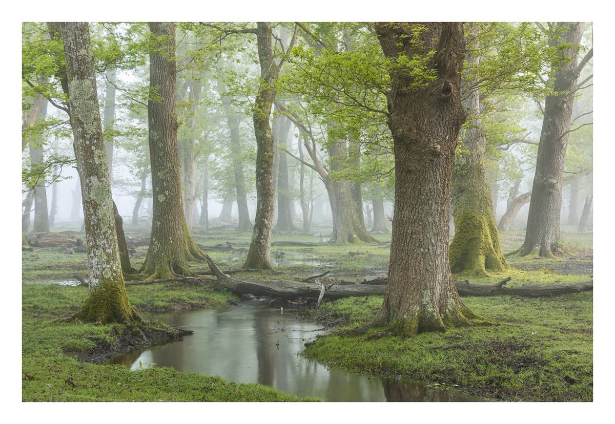 Early morning at a favourite spot, deep in the woods…

#NewForest