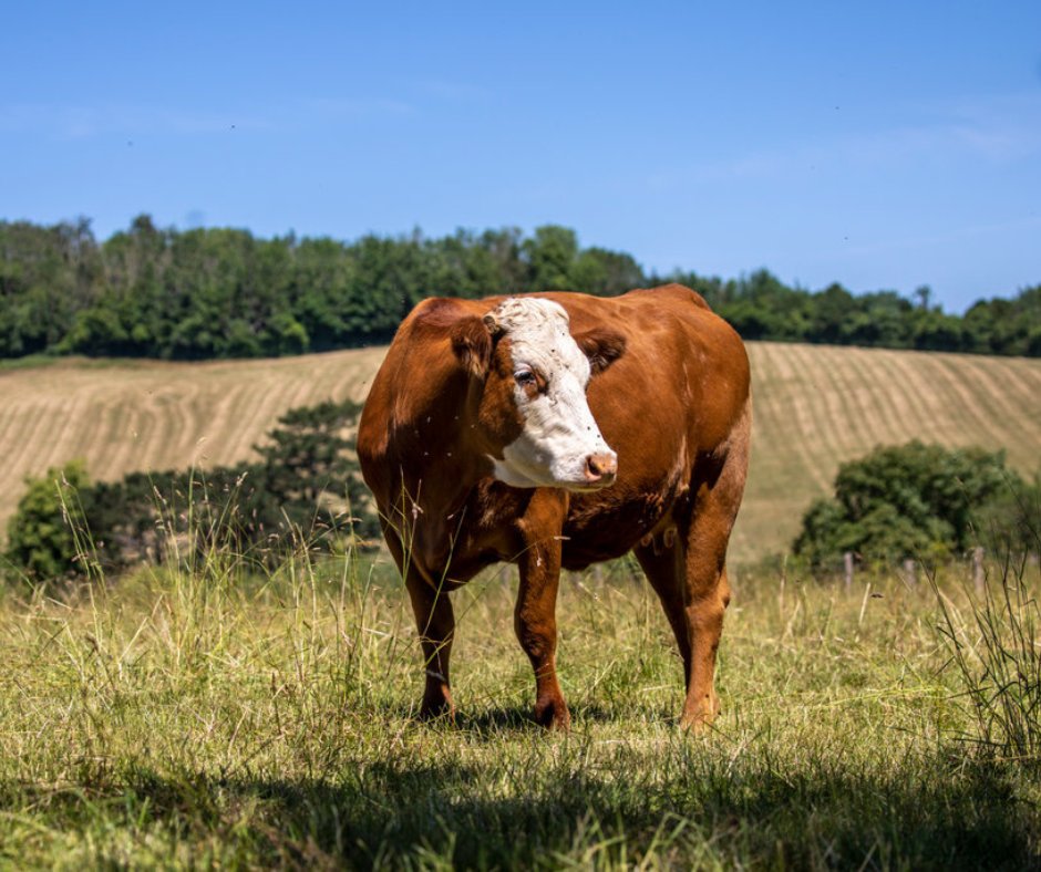 True or False... Can cows dance? 🐮🕺 In Denmark, the third Sunday in April is informally called #DancingCowDay, but does this mean a disco in a field? We interviewed a scientific officer at the @RSPCA_official to find out if these bovines can boogie! 👉 bit.ly/4dtXrAi