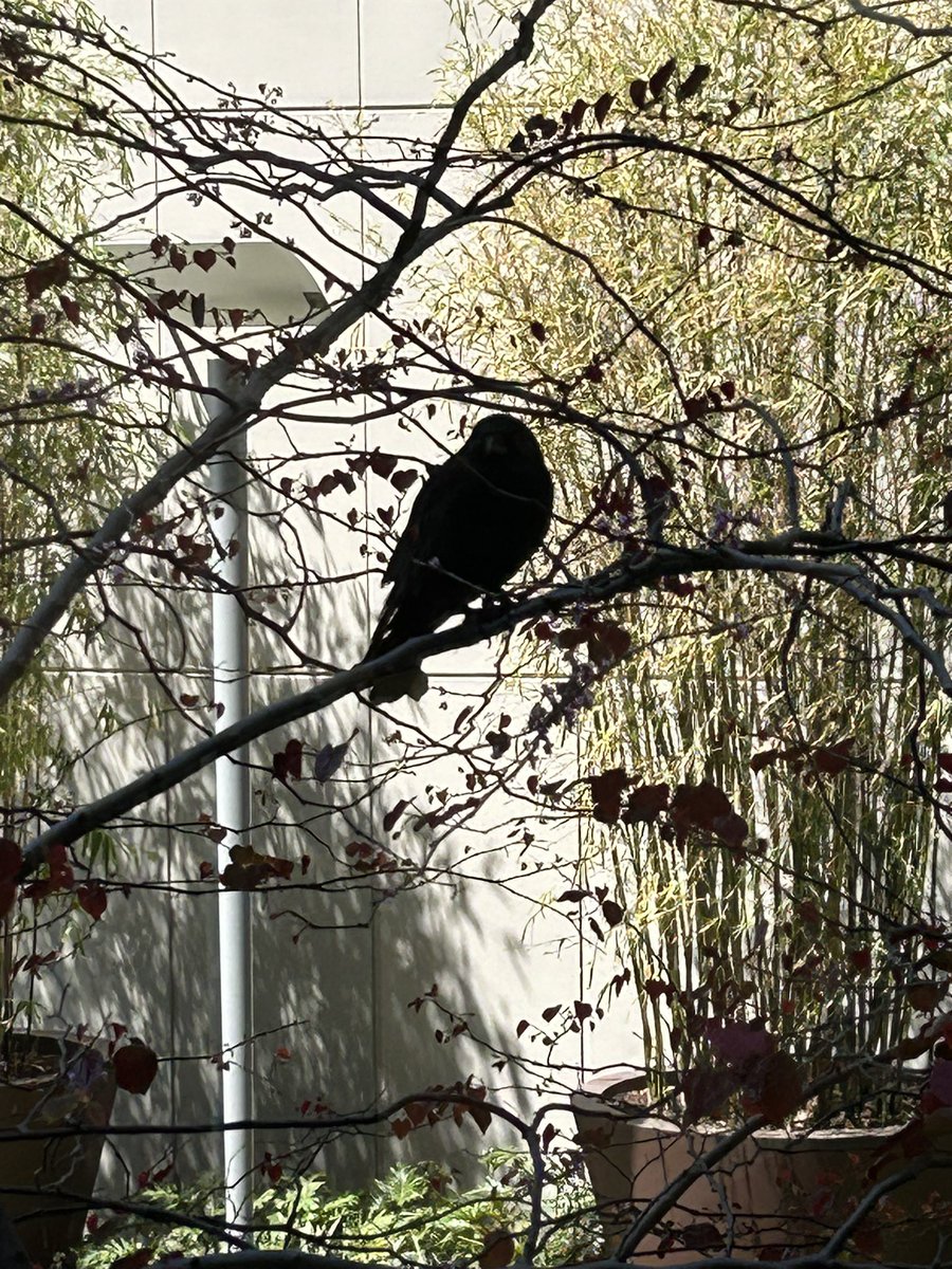I’m not sure what kind of bird this is outside my window, but it looks like a black crow and now I’m thinking of you <a href="/metheridge/">Melissa Etheridge</a> 😀
