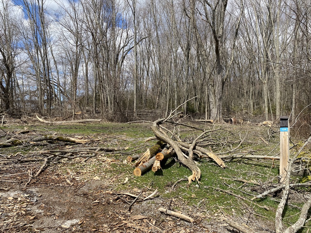 As @MaraProvPark and @McRaePointPP gear up for another camping season, the parks are addressing a vital concern.

The #EmeraldAshBorer presented tough decisions for the health of their forests and the well-being of their visitors.

Learn more: bit.ly/3Uw6J7j