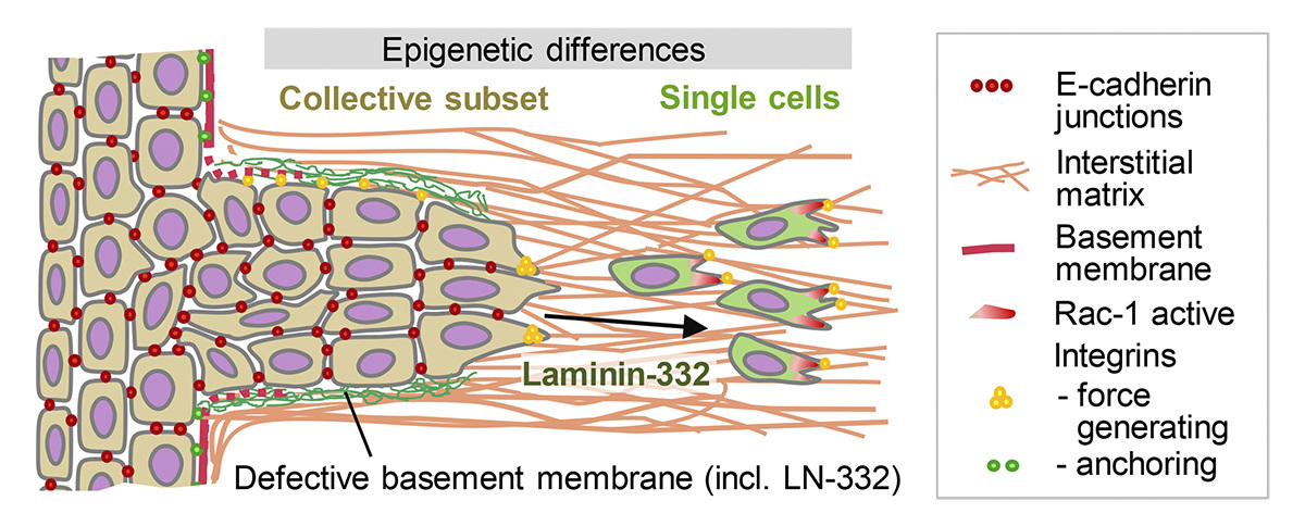 Spotlight: Friedl and Zegers @radboudumc discuss new work by Yoon, @AdamMarcusPhD et al. (hubs.la/Q02wxPgH0) that finds paracrine signaling from collectively invading #cancer cells induces dissemination of single cells in the same population. hubs.la/Q02wxRXW0