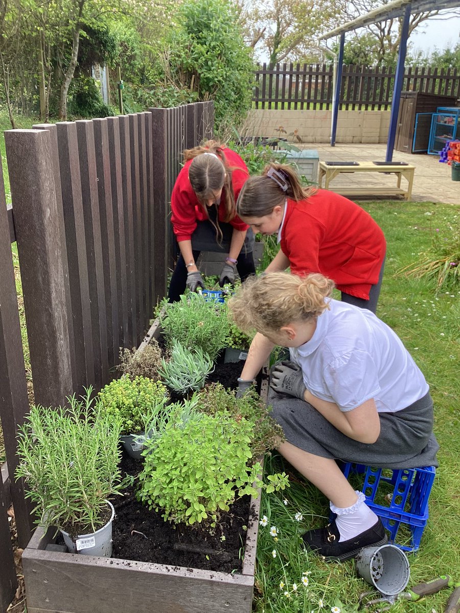 Thank you to our Gardening Club who tended to and replanted the herb garden in @dosbarth_un and @DosbarthDau Outdoor Learning Area #healthyconfidentindividuals #outdoorlearning #afterschoolclub #sensorygarden