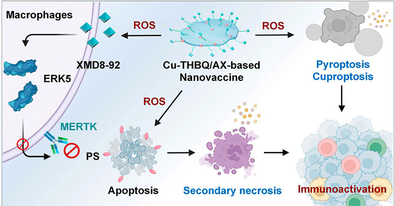 Cu-THBQ/AX - an innovative strategy for in situ #therapeuticvaccination, which leverages specific antigens of the primary tumor to initiate a personalized, potent, and durable antitumor #immuneresponse. @ntuzhaoyanli @NTUChemistry @NTUsg Read more: go.acs.org/9gy