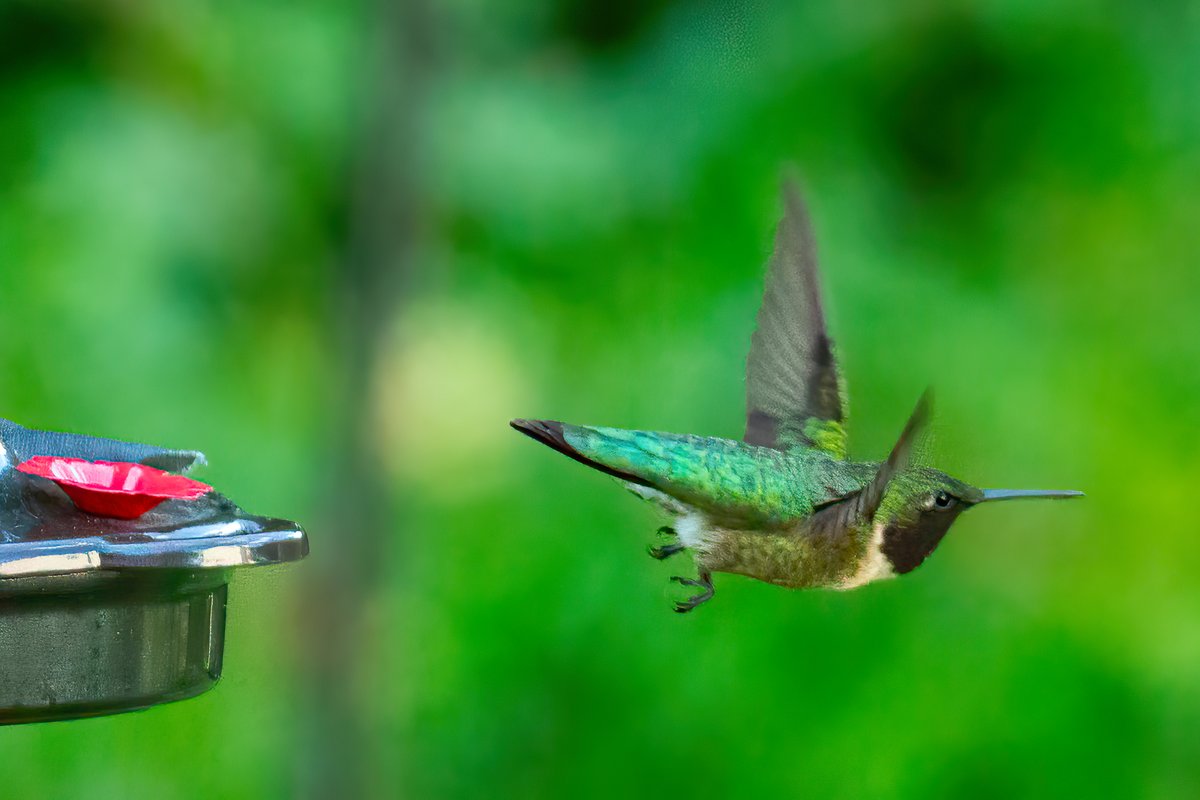 Here are a few more Ruby-throated Hummingbirds on my Lugii Garden Hummingbird feeder. I think everyone in the neighborhood must have feeders out as I am not having them return to the feeder often. #rubythroatedhummingbird #TwitterNatureCommunity lujiigarden.com