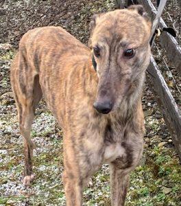 Ferdi 4 yr old Greyhound, ex racer, he's a friendly boy who loves meeting people and loves playing with other Greys, he travels well, loves walks and just needs a home, more info/adopt him from @DCGreyhounds UK