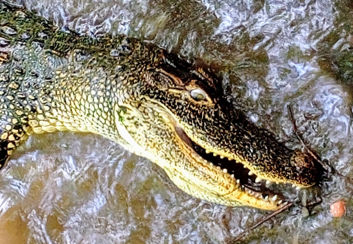 My best pal! #Fido #alligator #alligatorsoftwitter #Louisiana #LamontATurner #bayoulife