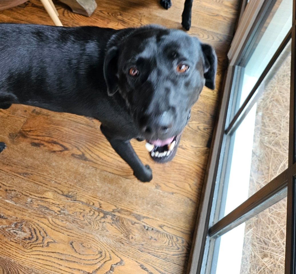 amylyle's tweet photo. This morning, we passed a group of pre-schoolers and they got free kisses from Oliver.  It was consensual, they lined up for their turn. #dogs #resucedogs https://t.co/9zin0evhQm