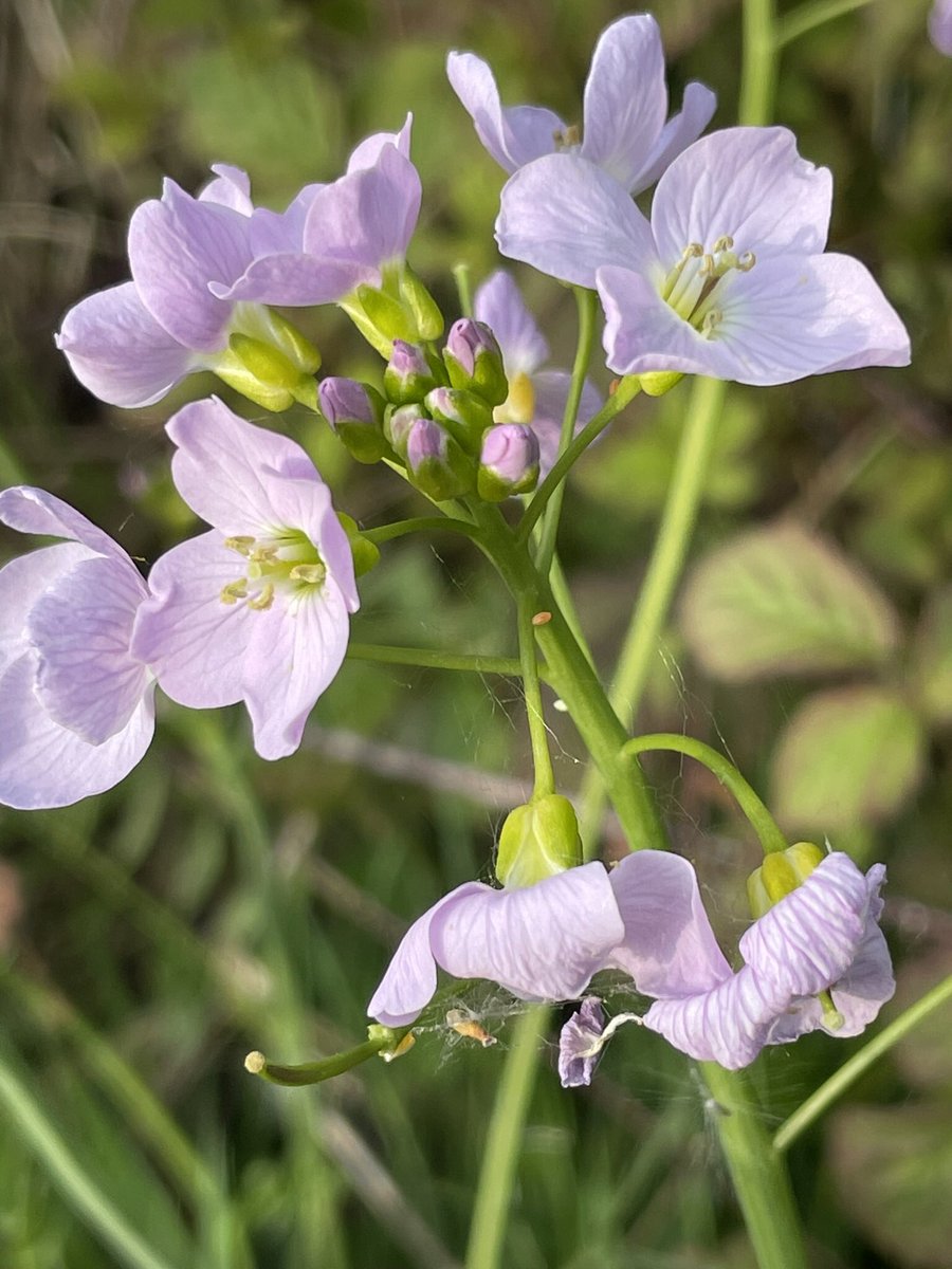 Beautiful Cuckooflower in the evening sunshine on Stockbridge Common, complete with Orange Tip butterfly eggs (and a Cuckoo singing in the background!) Lovely! @BSBIbotany @wildflower_hour @nationaltrust @ukbutterflies @savebutterflies @LGSpace #nature