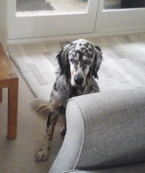 BARTY HOME SAFE. THANKS FOR RT's 😊🐕🐾

URGENT SIGHTINGS NEEDED - Barty suffers with respiratory issues  
🆘5 MAY 2024 #Lost BARTY #ScanMe 
Tri-Brown,Black & White English Setter Male #StoneInOxney #Tenterden #Kent #TN30 doglost.co.uk/dog-blog.php?d…