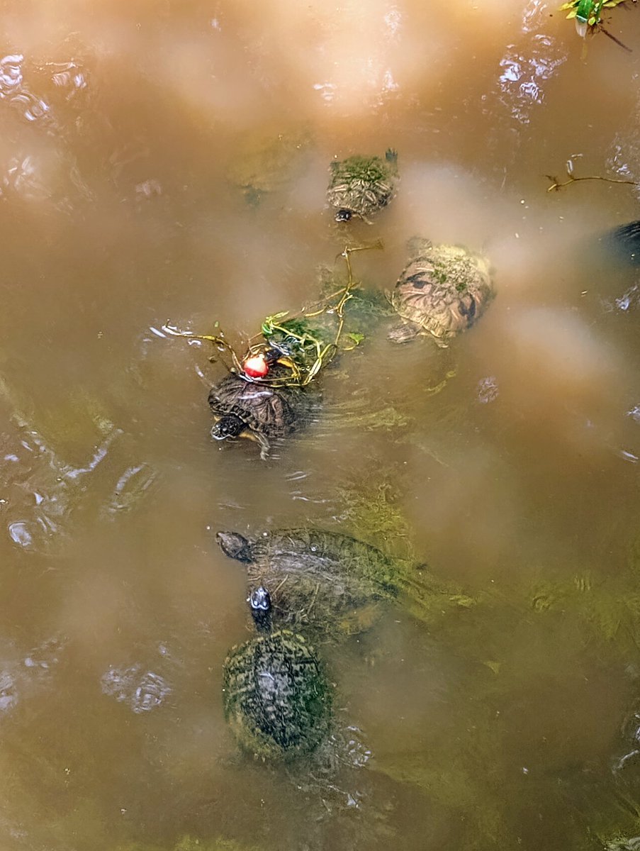 #turtles #nature #Louisiana #bayoulife