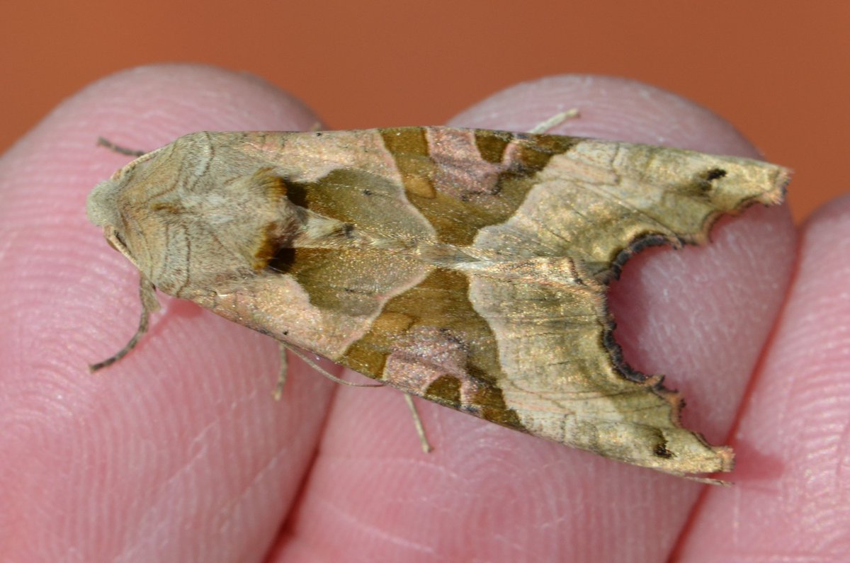 Found an Angle Shades moth in the garden this evening, got a few quick photos then returned it to its hiding place.