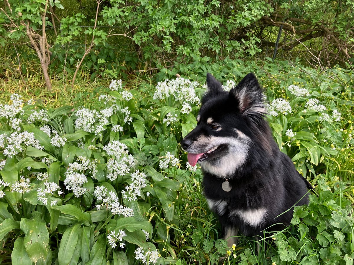 Wild garlic.