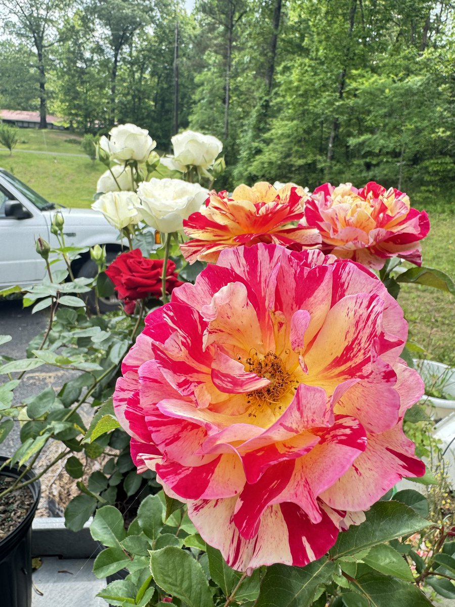 #RoseWednesday