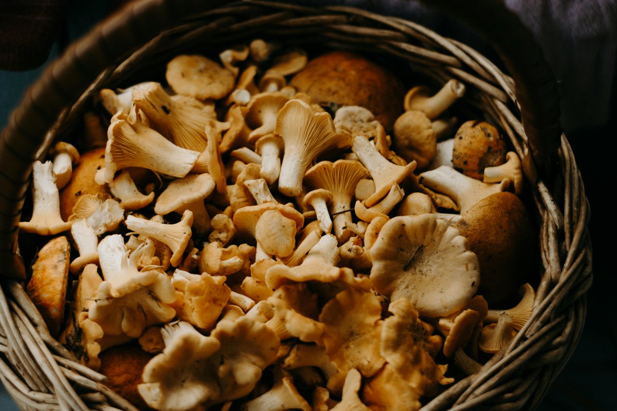 naturalchoicea's tweet photo. Benefits of medicinal mushrooms part 2

Click on link to read the blog:
https://t.co/XPwtQ0Ngts
#shrooms #mushrooms #medicinalmushrooms
#herbalmedicine #brainbooster #naturalhealth https://t.co/4JbenUUsIJ