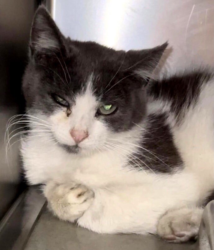 🆘CODE RED: CRITICAL🆘 ICELAND needs #IMMEDIATE #RESCUE‼️ PLEASE #RT #SHARE #PLEDGE #FOSTER #ADOPT - everything you can do to #HELP✔️ #cats #TeamKittySOS #CA #Devore #SanBernardino #AdoptDontShop #SharingSavesLives RT@lordi1960