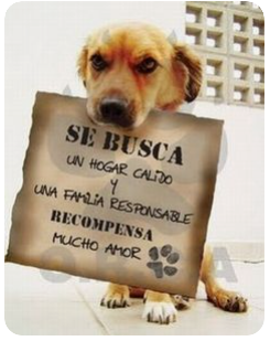 Si puedes , ADOPTA.......🐶🐱🐶🐱