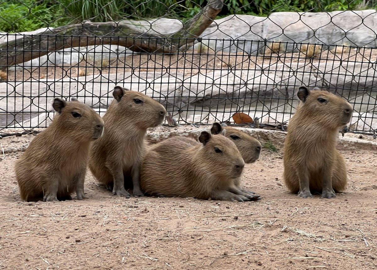 Is there anything im-PASTA-bly cuter than our capybara babies? The hoofstock team has chosen a pasta theme name for them! Meet Bowtie, Ravioli, Rigatoni, Macaroni, and Gnocchi. You can see them in South America’s Pantanal mixed species habitat.

📸: Hoofstock Keeper Cynthia