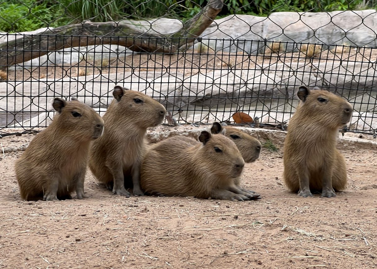 Is there anything im-PASTA-bly cuter than our capybara babies? The hoofstock team has chosen a pasta theme name for them! Meet Bowtie, Ravioli, Rigatoni, Macaroni, and Gnocchi. You can see them in South America’s Pantanal mixed species habitat. 📸: Hoofstock Keeper Cynthia