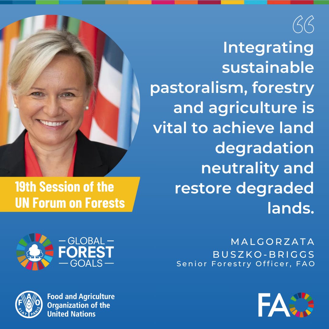 Integrating sustainable pastoralism, forestry & agriculture is vital to achieve land degradation neutrality, @FAO’s Malgorzata Buszko-Briggs (@MalgoBriggs) tells #UNFF19 side event on sustainable land restoration ahead of @UNCCD #COP16 in #SaudiArabia

#UNited4Land @FAONewYork