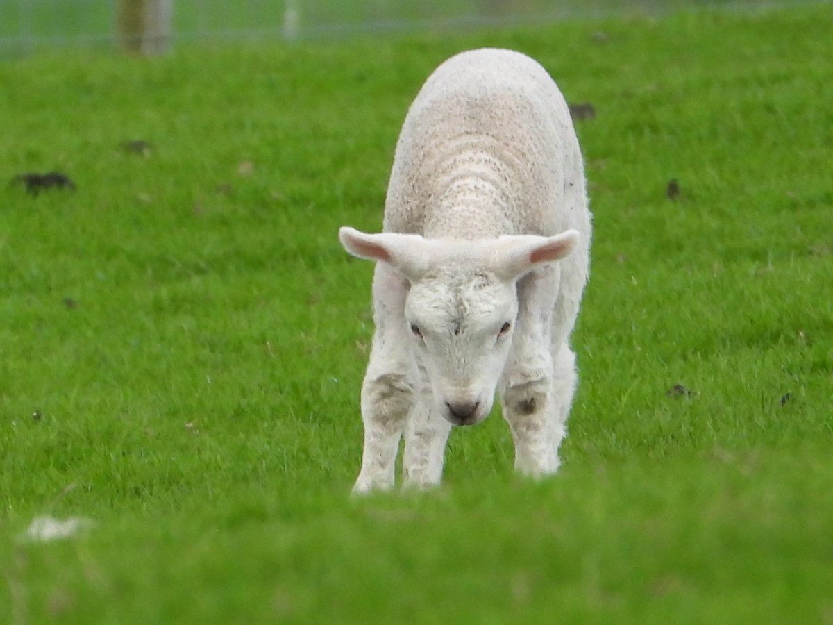 Two weeks ago no lambs to be seen, loads seen today. @MyGarden_Uk @waddells74