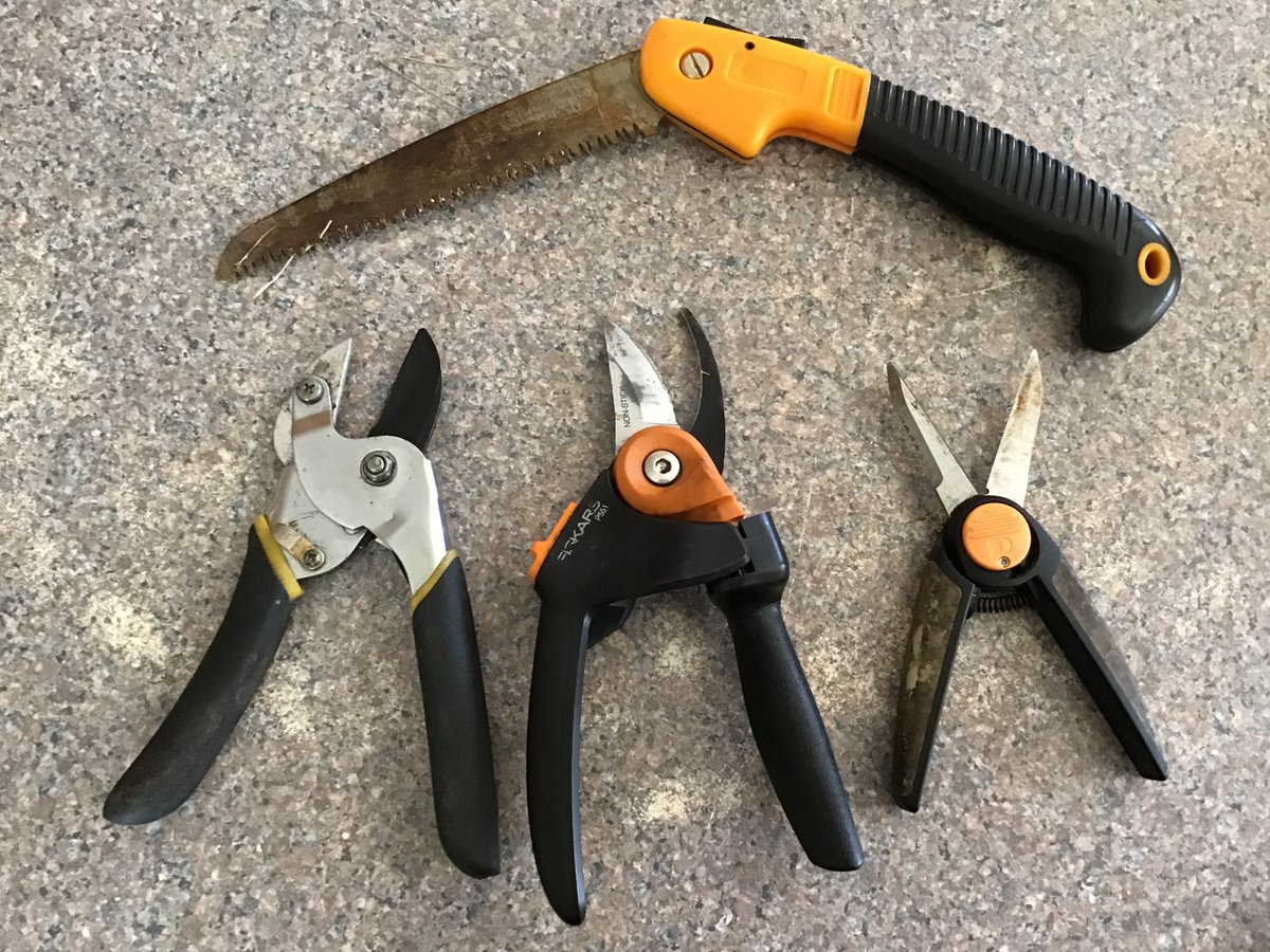 started pruning grapes today; these are my tools:

(will post some before/after pictures later—gotta keep going!)