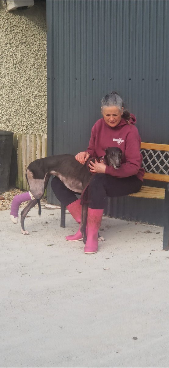 Pocket broke her hock, had a cast put on at the track, had no X-rays & no pain relief. One week later she arrived and went to Specialist Vets at All Paws Limerick who pinned and plated the break. She is the is the sweetest girl and the best patient, who loves cuddles.
