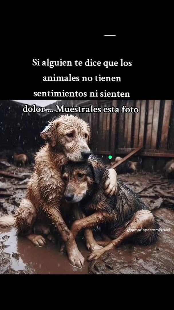 #NoAlAbandono
#NoAlMaltratoAnimal
😞🐾😞